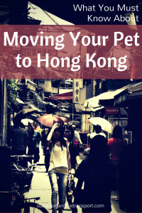 What you must know about moving your pet to Hong Kong
