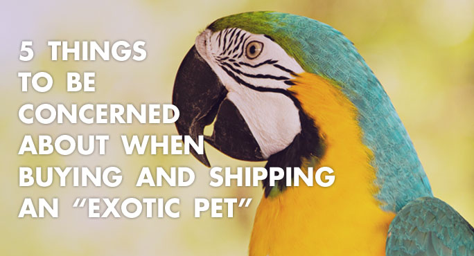 5 Concerns Considerations For Buying And Shipping An Exotic Pet 5-concerns-considerations-for-buying-and-shipping-an-exotic-pet
