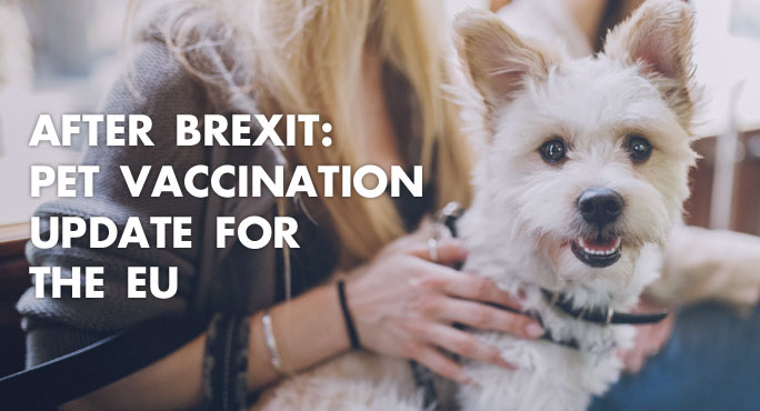 dog heading to the vet for vaccination after brexit