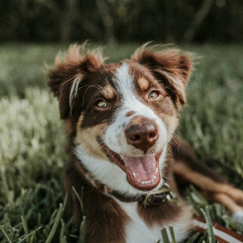 Australian shepherd in grass