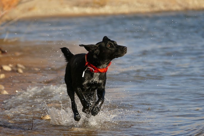 Black lab running in the water