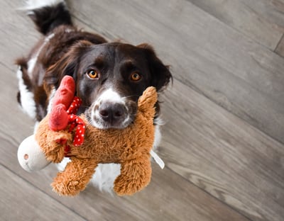 Brown dog holding moose toy