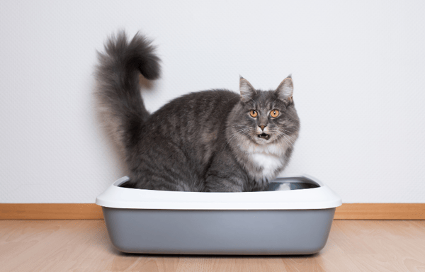 Cat litter box