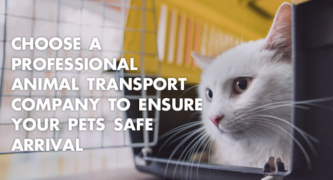 Choose a Professional Animal Transport Company to Ensure Your Pets Safe Arrival htt