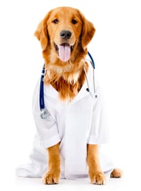 Dog dressed as a Doctor or vet - isolated over white background