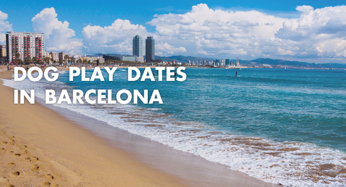 dog-play-dates-in-barcelona