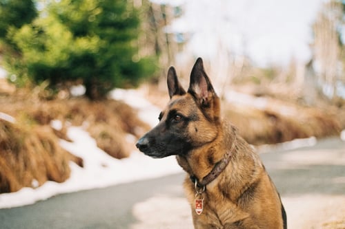 German shepherd outside