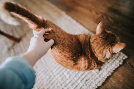 Hand scatching orange cat