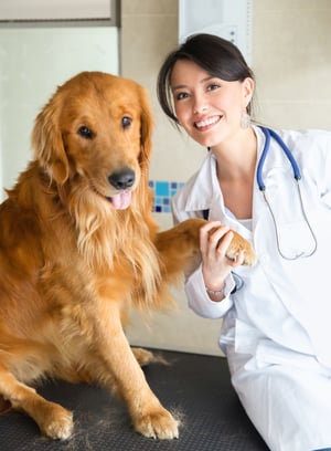 Happy vet holding a beautiful dog paw