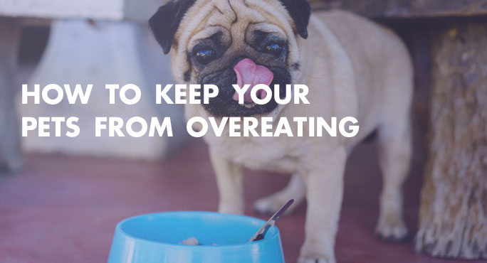 How to Keep Your Pets From Overeating - How To Prevent Anxious Dogs From Overeating