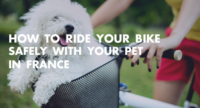 How-To-Ride-Bike-Safely-with-Pet-In-France-Blog (1).jpg