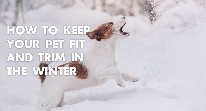 How to Keep Your Pet Fit and Trim in the Winter http://www.starwoodanimaltransport.com/blog/how-to-keep-your-pet-fit-and-trim-in-the-winter