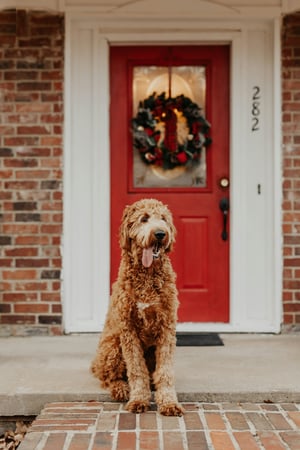 Labradoodle in front of red door