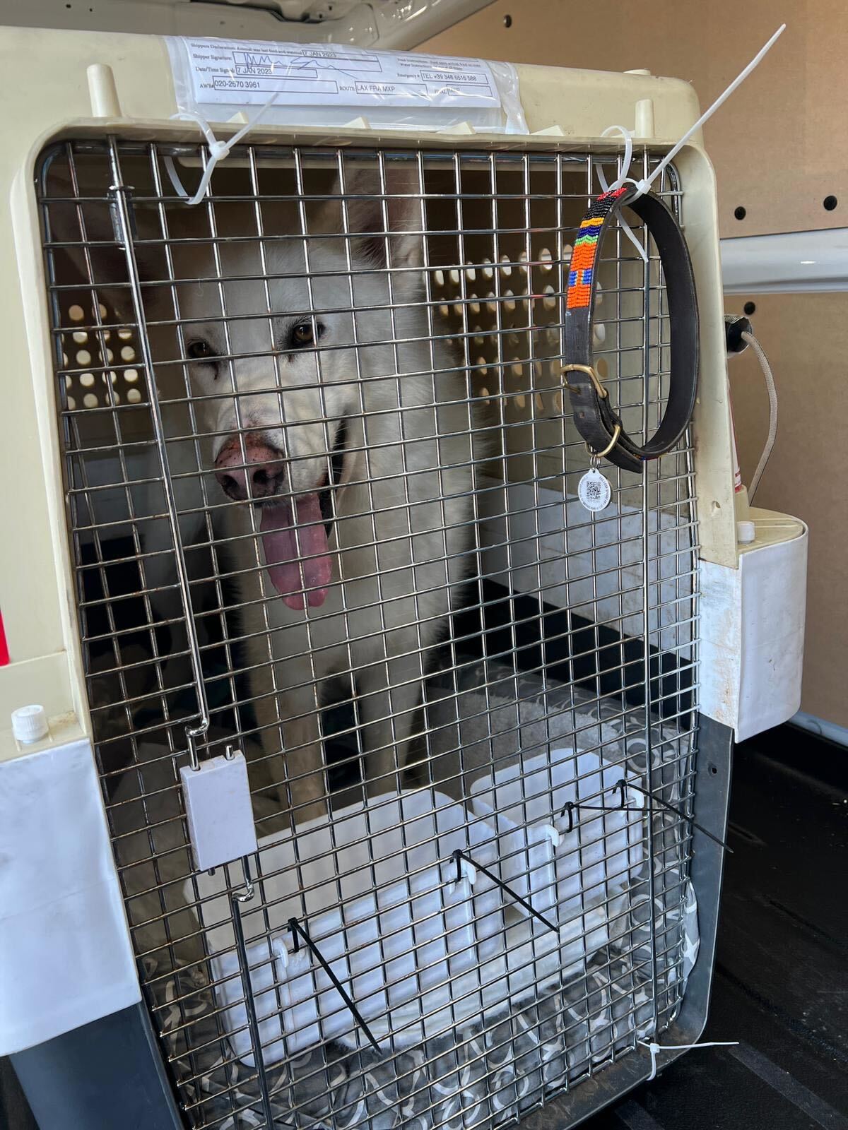 dogs in kennels