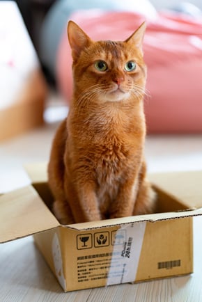 Orange cat in a box