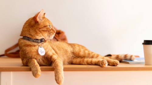 Orange cat laying on a shelf