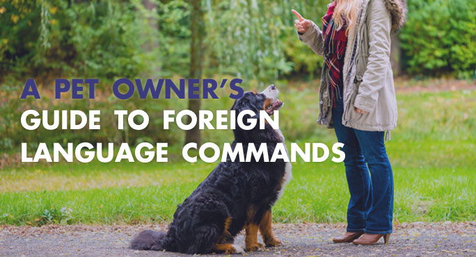 pet owner commanding dog in foreign language