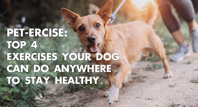 Pet-ercise: Top 4 Exercises Your Dog Can Do Anywhere to Stay Healthy https://www.starwoodanimaltransport.com/exercises-dog-can-do-anywhere