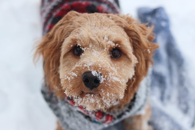 Red dog wearing sweater in snow