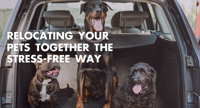 Relocating Your Pets Together The Stress-free Way https://www.starwoodanimaltransport.com/blog/relocating-your-pets-together-the-stress-free-way