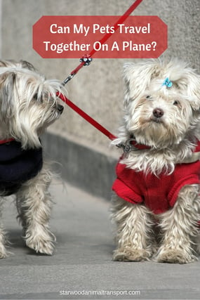 Can My Pets Travel Together On A Plane? http://www.starwoodanimaltransport.com/blog/can-my-pets-travel-together-on-a-plane @starwoodpetmove
