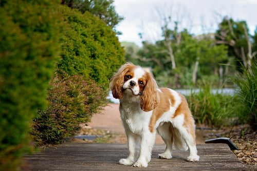 Spaniel dog standing outside