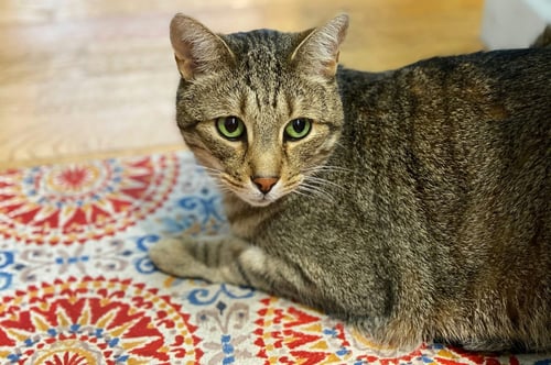 Tabby cat laying on carpet