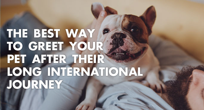 The Best Way to Greet Your Pet After Their Long International Journey https://www.starwoodanimaltransport.com/blog/best-way-greet-pet-after-long-international-journey