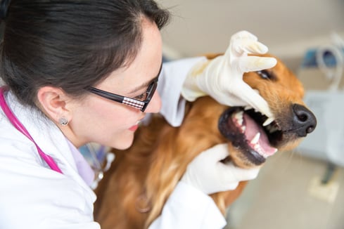 Vet doctor checking the teeth of a dog