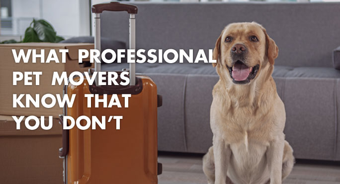 What Professional Pet Movers Know That You Don't https://www.starwoodanimaltransport.com/professional-pet-movers-know-that-you-dont