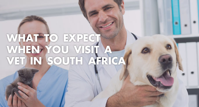 What to Expect When You Visit a Vet in South Africa https://www.starwoodanimaltransport.com/blog/what-to-expect-when-you-visit-a-vet-in-south-africa