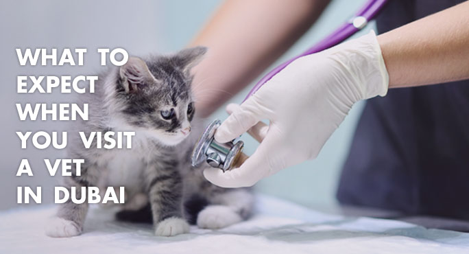 What to Expect When You Visit A Vet in Dubai http://www.starwoodanimaltransport.com/what-to-expect-when-you-visit-a-vet-in-dubai