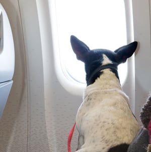 What-To-Look-For-In-Airlines-Pet-Policy-Blog3