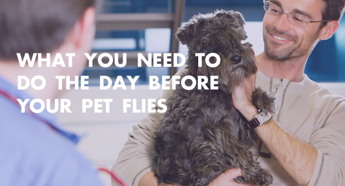 What You Need to Do the Day Before Your Pet Flies http://www.starwoodanimaltransport.com/blog/things-to-do-before-your-pet-flies
