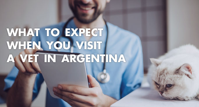 What to Expect When You Visit A Vet in Argentina https://www.starwoodanimaltransport.com/blog/what-to-expect-when-you-visit-a-vet-in-argentina-