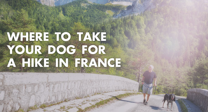 Where to Take Your Dog For A Hike in France https://www.starwoodanimaltransport.com/where-to-take-your-dog-for-a-hike-in-france