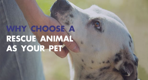 Why You Should Choose A Rescue Animal As Your Pet
