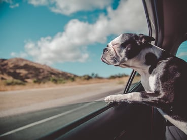 boston terrier on road trip