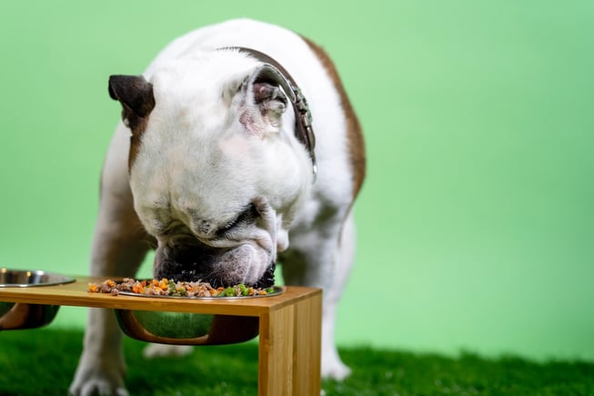 bulldog eating out of bowl
