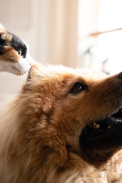 cat sniffing dogs ear