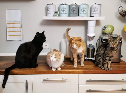cats on the counter