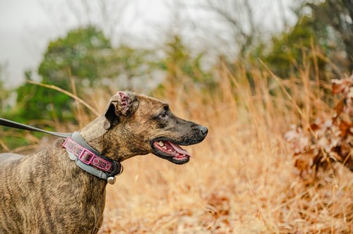 dog hiking