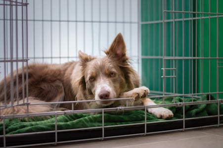 How Can I Keep My Pet Out Of Quarantine During An International Move?