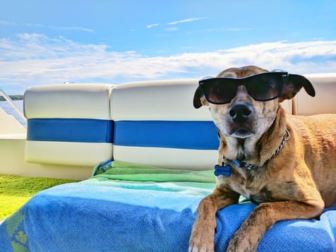 dog in sunglasses on a boat