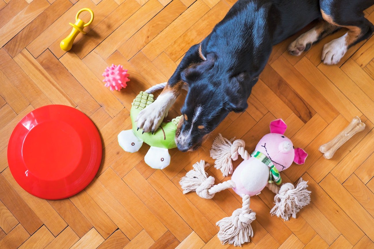 my dog has a favorite toy