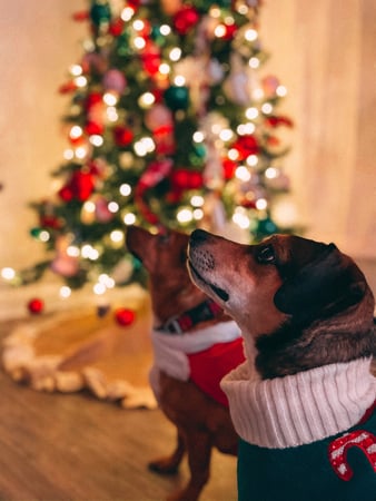 dogs in sweaters in front of Christmas tree