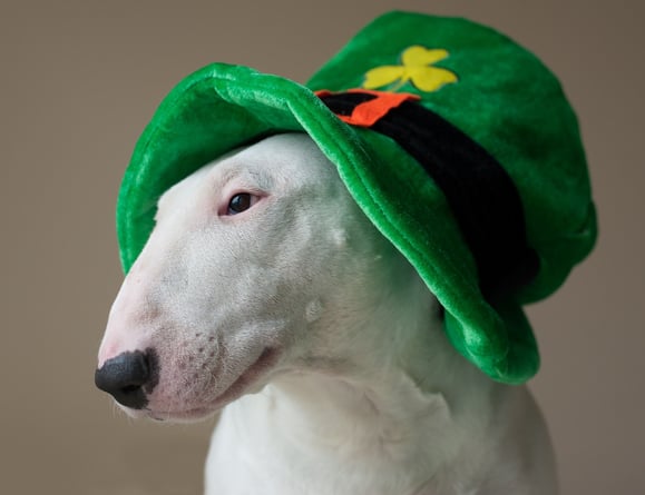 english bull terrier in st pattys day hat