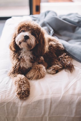 fluffy dog laying on bed