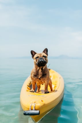 french bulldog in a kayak
