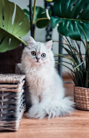 gray cat near plants